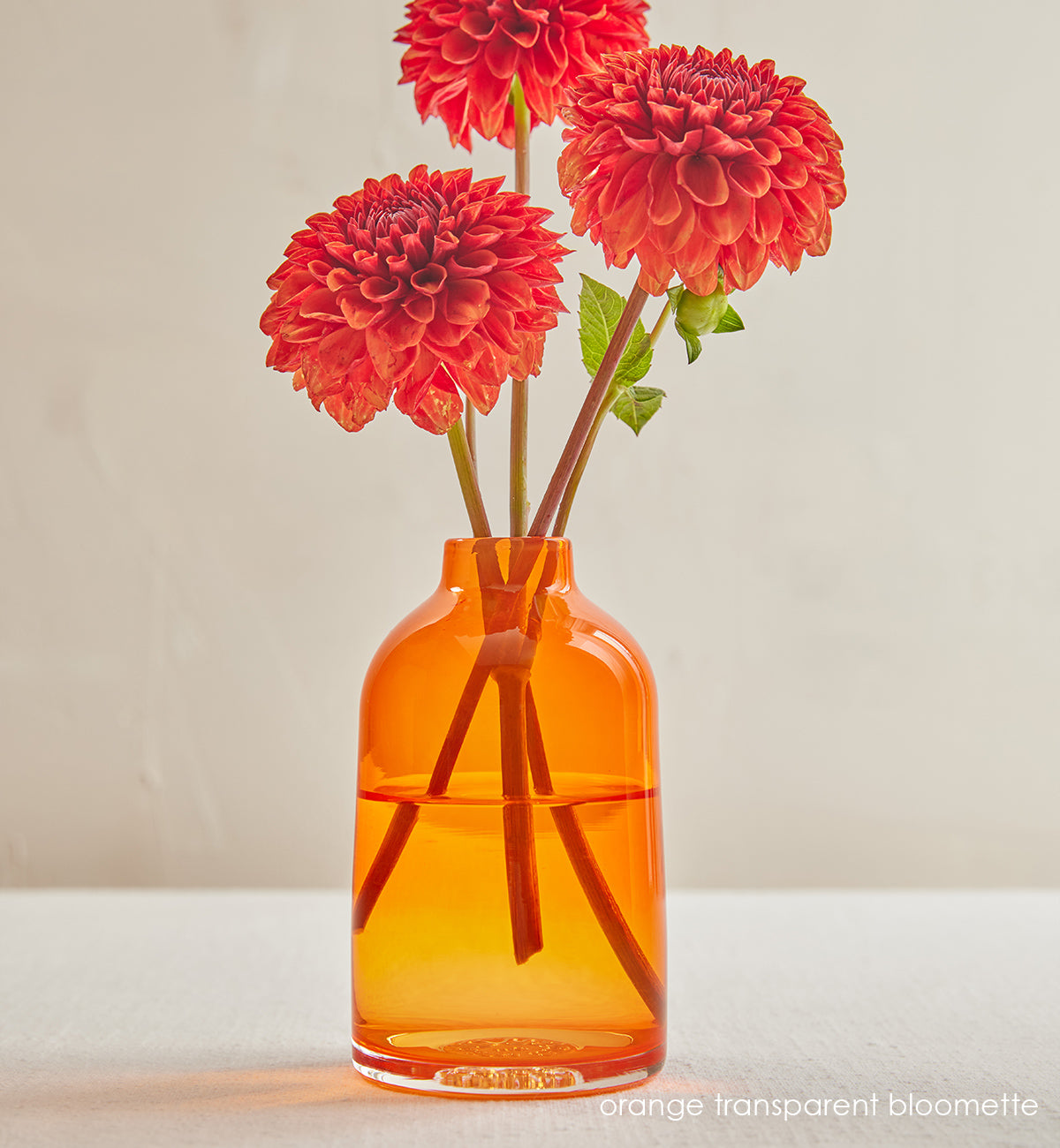 orange transparent bloomette, transparent orange hand-blown glass flower bud vase with grapefruit red dahlias inside, in front of a cream background.