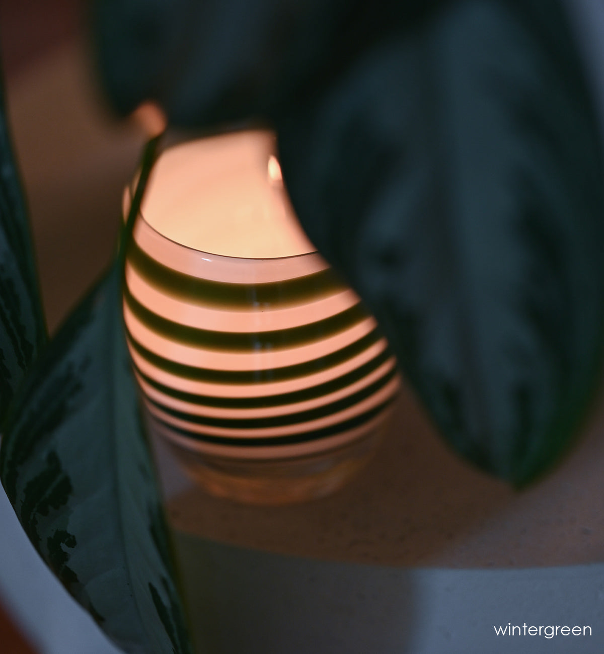 green stripes on a white base create beautiful wintergreen, a hand-blown glass votive candle holder with a lit tealight on a gray table with large green leaves surrounding.